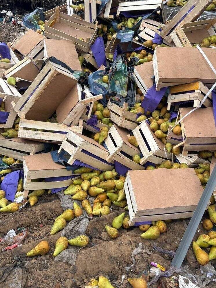     Фото: пресс-служба Северо-Западного межрегионального управления Россельхознадзора