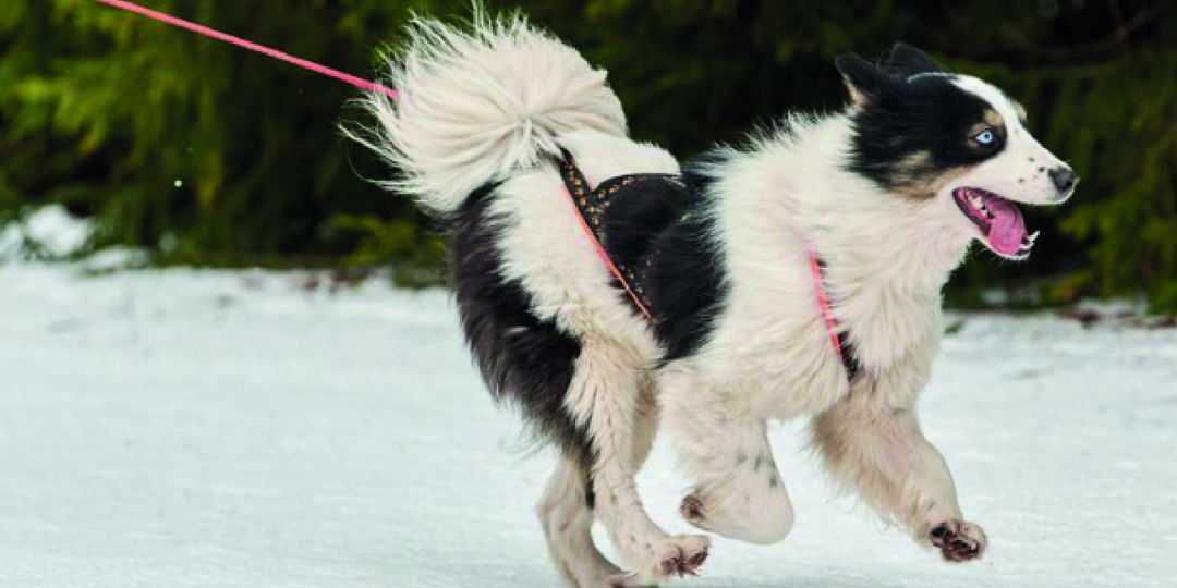 Собака тянет поводок на прогулке и не слушается хозяина? Почему она это делает и как отучить