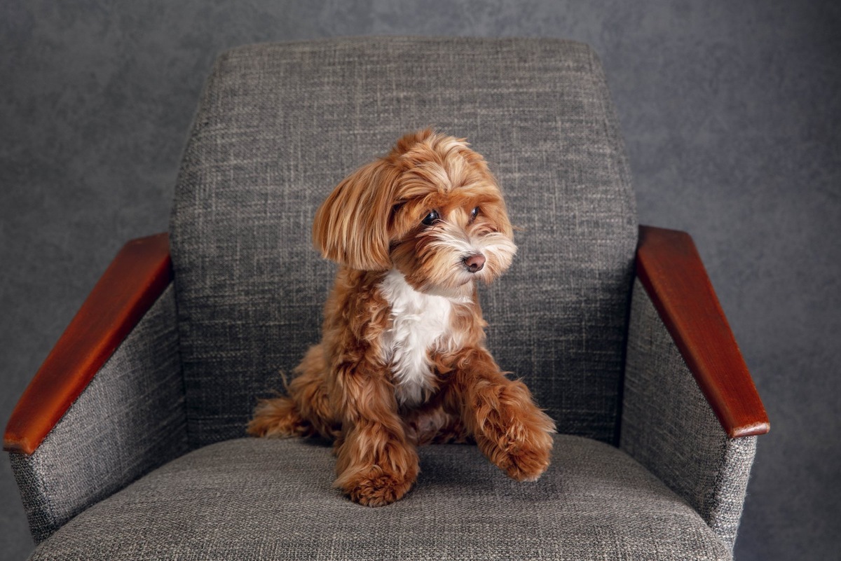    Способность собаки быть умным и послушным компаньоном зависит от ее породы.