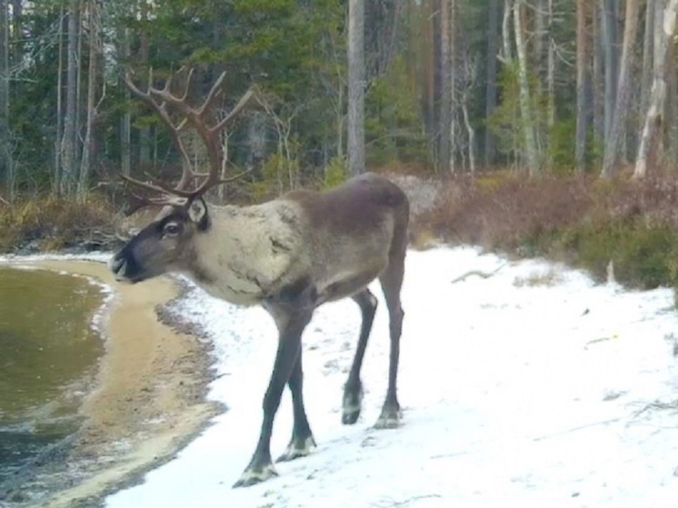     фото: © Карельский научный центр РАН