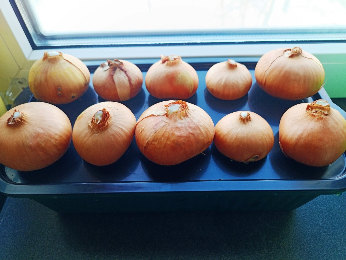 Лоток для выгонки зелёного лука