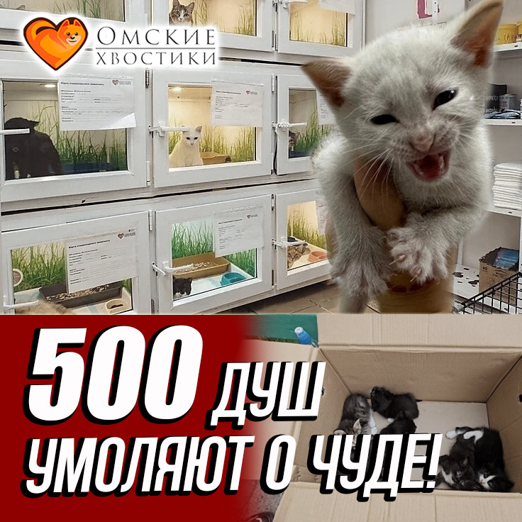 В приюте продолжается ежедневная, отчаянная борьба за жизнь. 