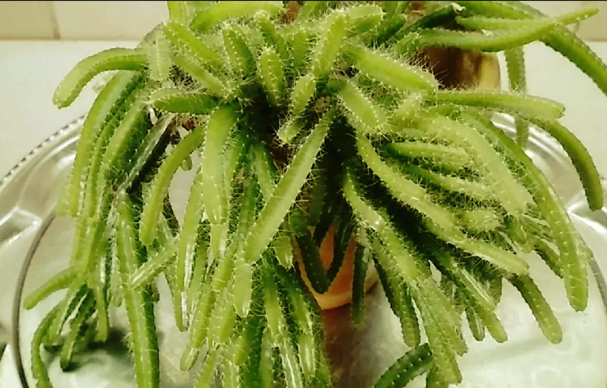 гилоцериус трехгранный