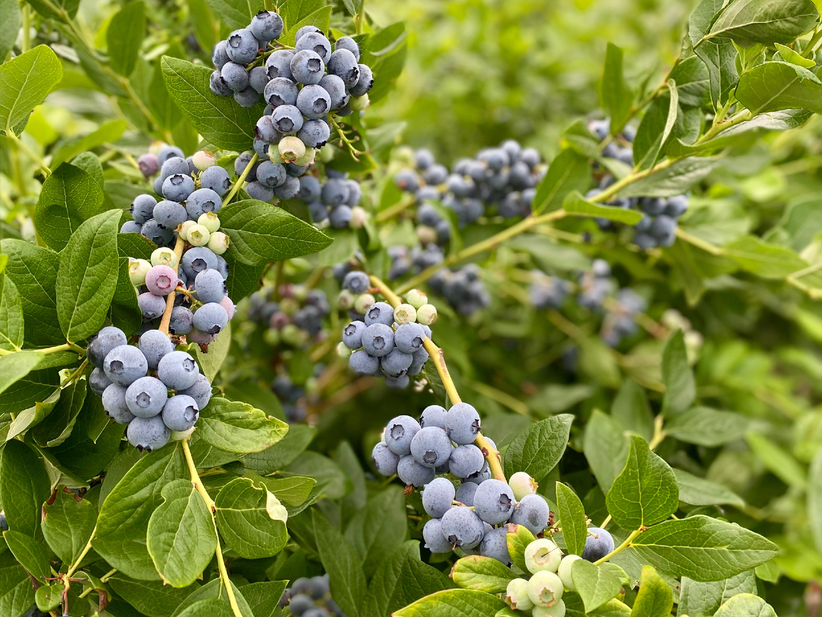 Голубика не растёт? Возможно, ей не хватает грибов.