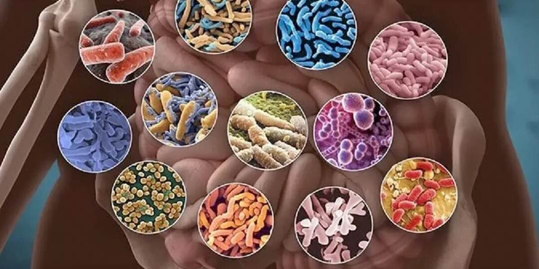 Кишечные бактерии «разложили по полочкам»: учёные нашли ключ к здоровью и долголетию