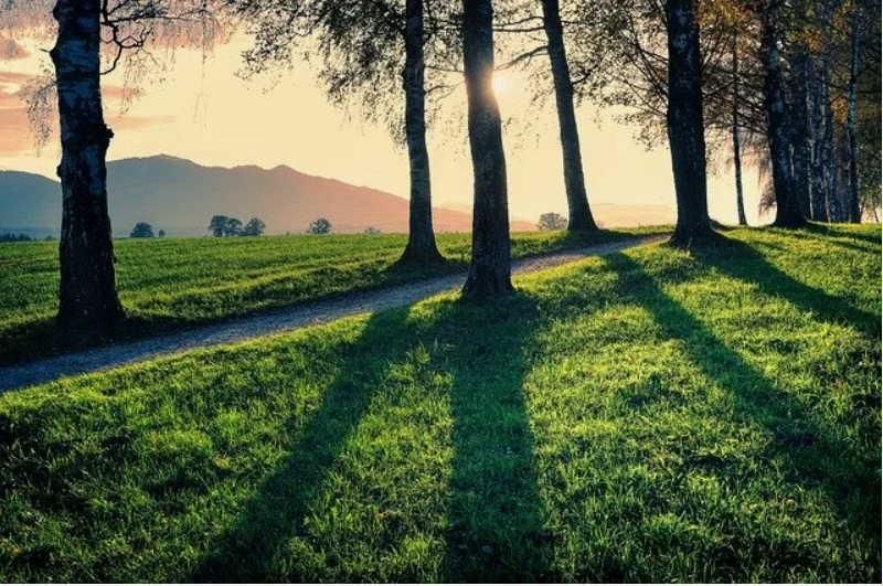Тени деревьев при съёмке с низкой точки расходятся веером