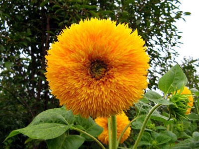 Подсолнечник, как культурное растение.