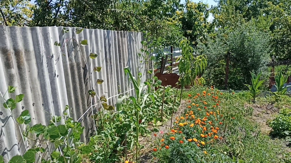 Рудбекия – канал про цветы. Буряк возле шиферного забора.