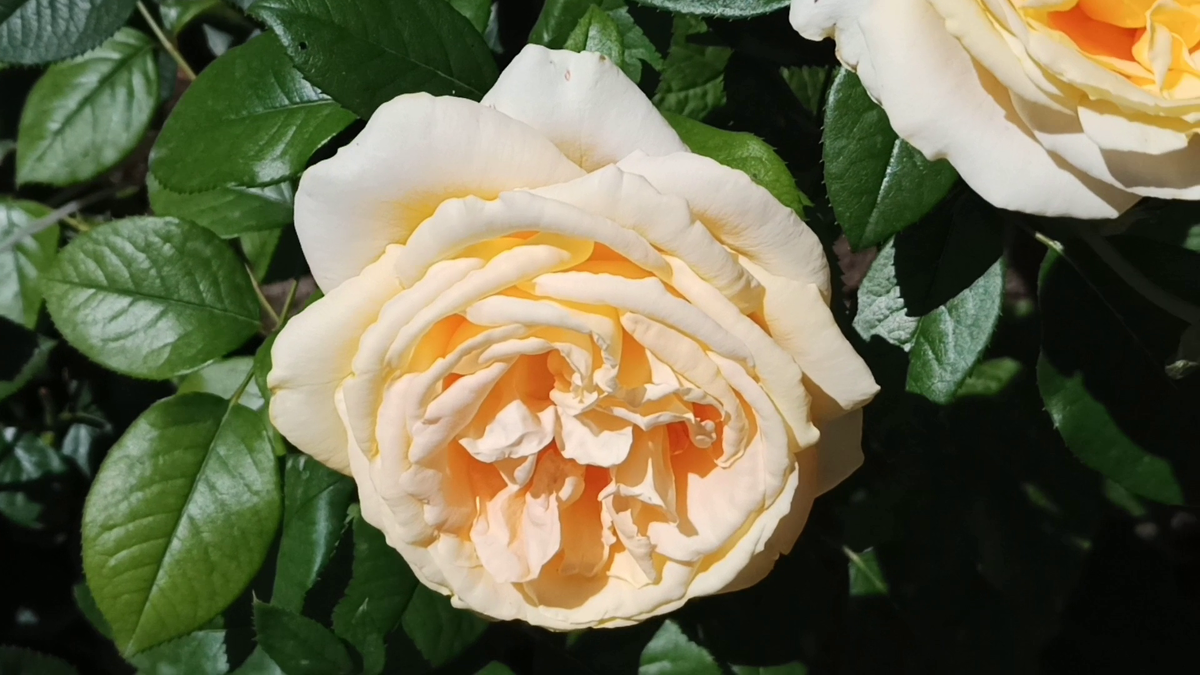 Рудбекия – канал про цветы. Наши розы.