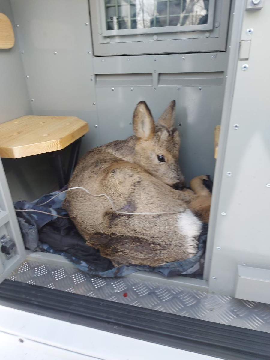    Фото: Telegram-канал «МВД 24»