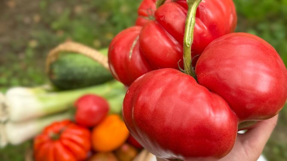 Крупноплодные томаты, которые действительно стоит сажать - личный отбор