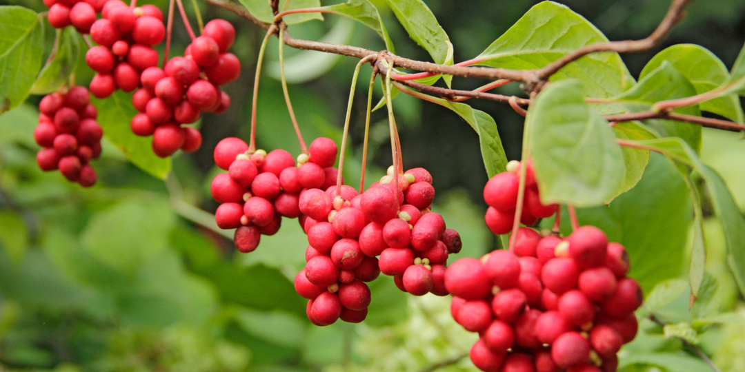 Съедобные лианы в дизайне сада – удобно, красиво, вкусно