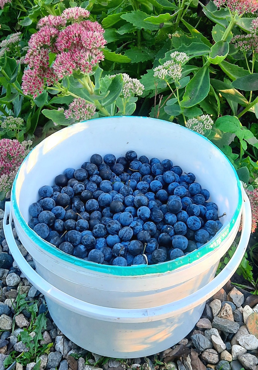 Фото автора.