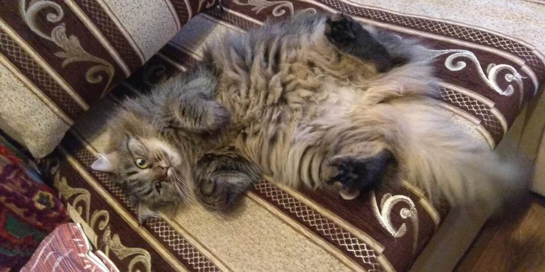 Срочно налейте тарелку супа!