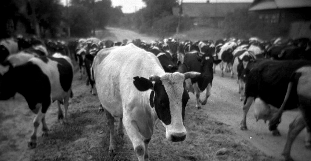 Ровным строем, образцово, не спеша бредут коровы...