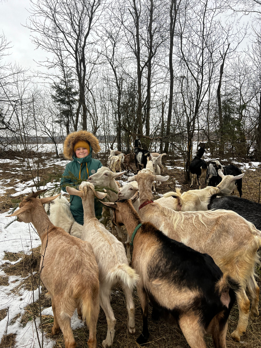 Средний сын с нашим стадом 