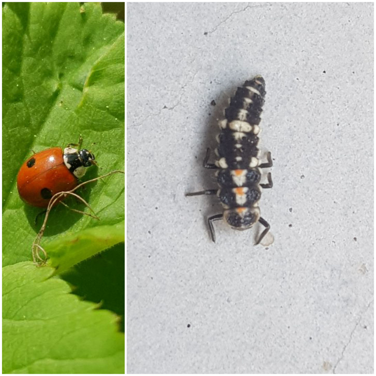 Полезны все виды божьих коровок с их личинками, обитающие в России, кроме бесточечной, люцеревой и 28-точечной (на фото таких нет).