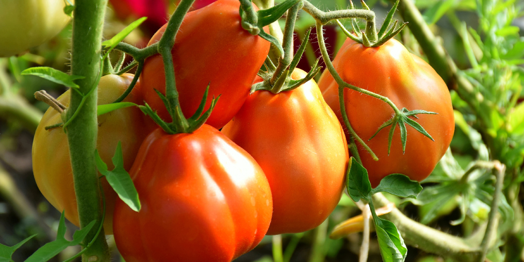 Сорт томата, который не капризничает, плодит "как не в себя" и даёт вкусный урожай. Мой обзор