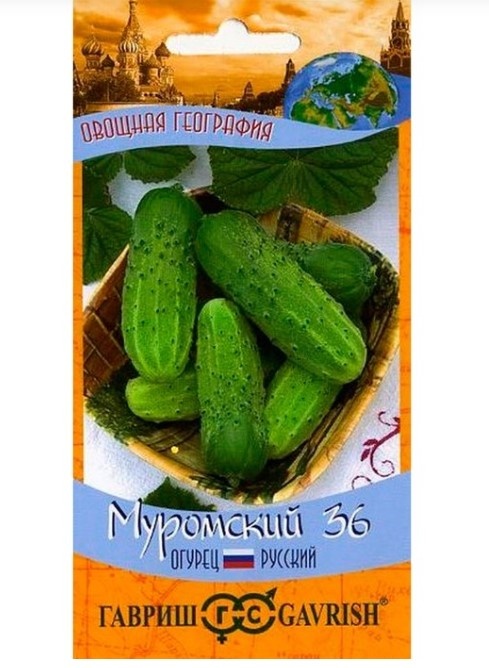 старинный русский сорт огурца Муромский 36