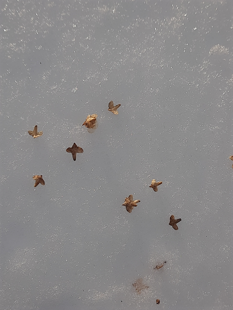 Семена берёзы на снегу