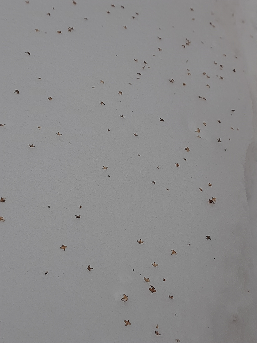 Семена берёзы на снегу