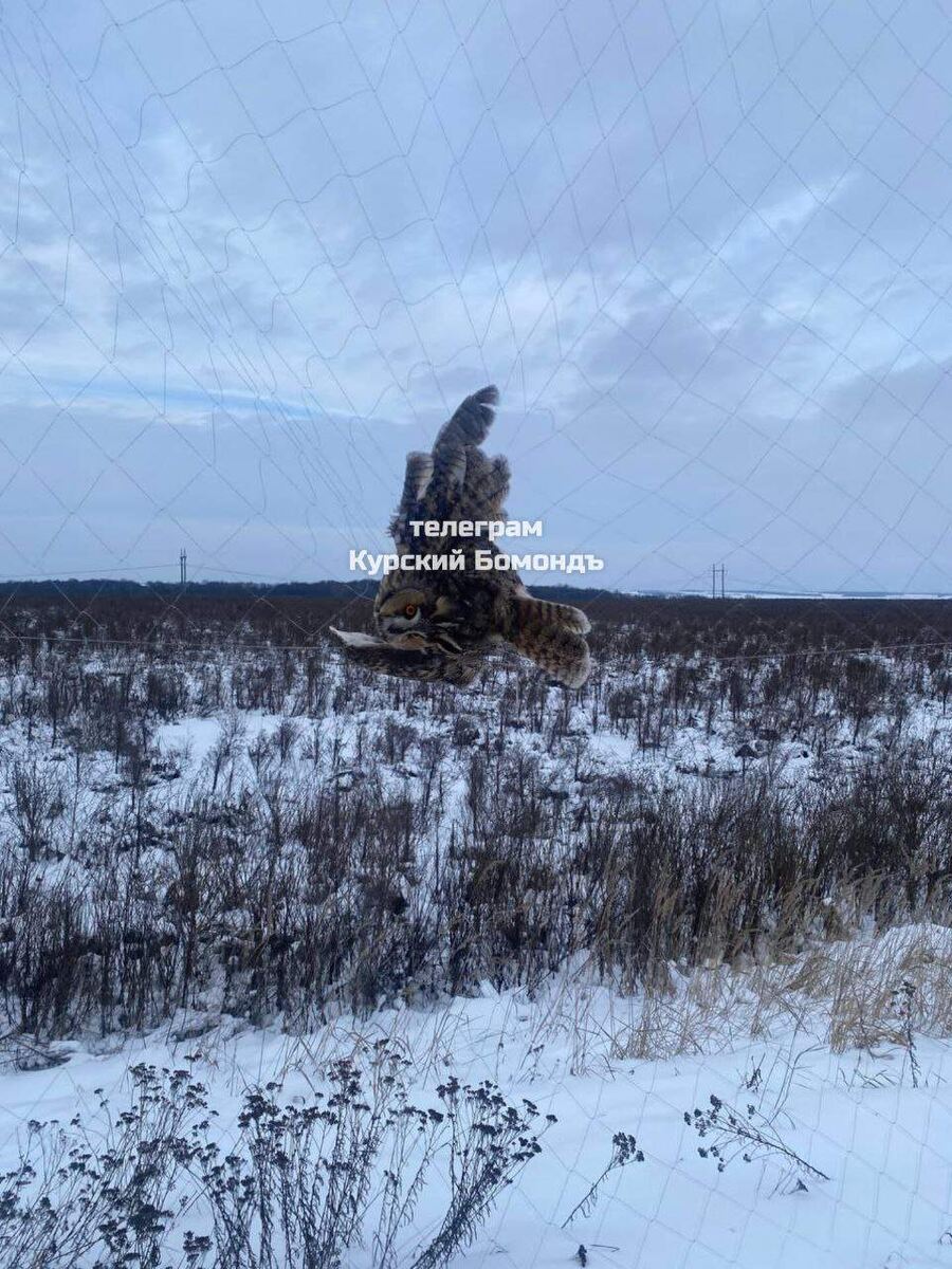    Фото: Курский Бомонд