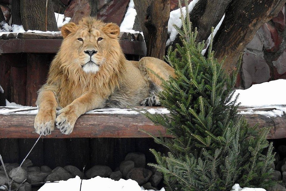    Московский зоопарк запустил традиционную акцию по сбору новогодних деревьев Московский зоопарк