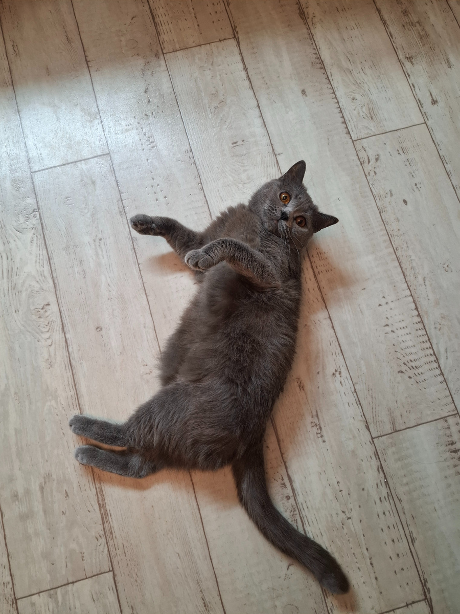 Гретта после праздников