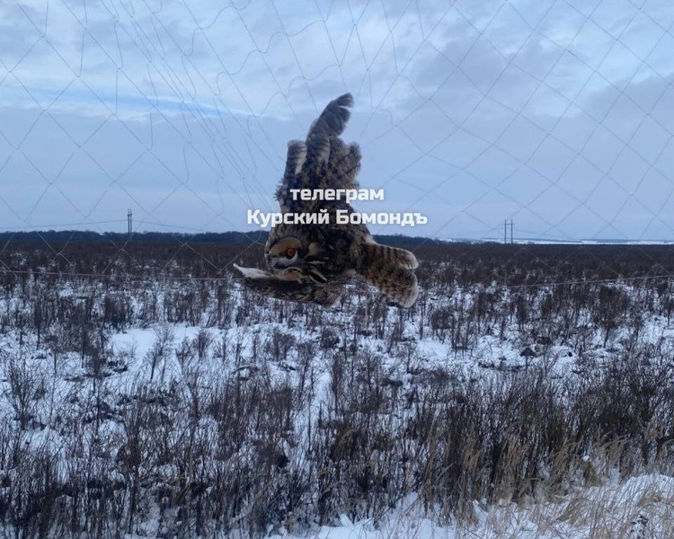     В Курской области будут спасать сов из противодроновых сетей