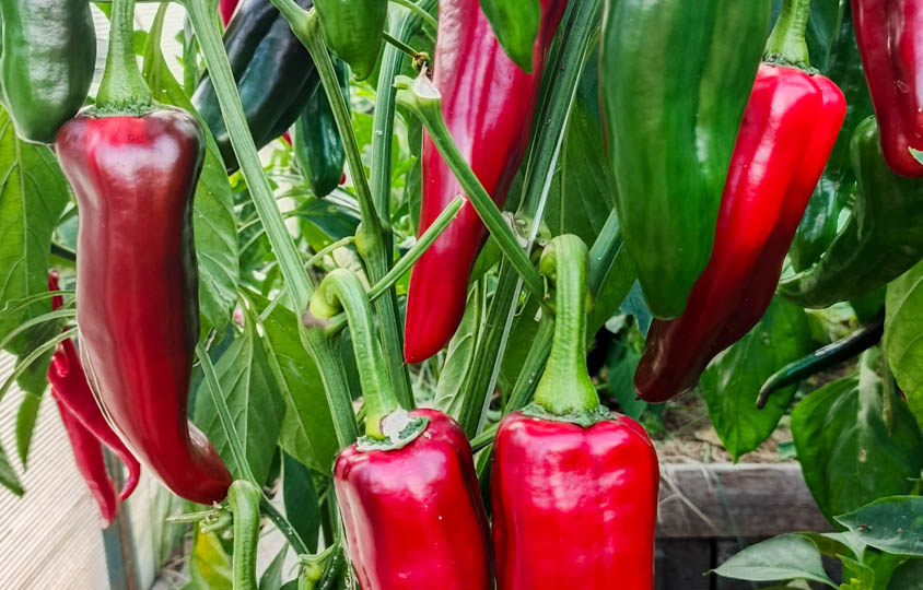 Перец сладкий «Болгарин» - единственный сорт, который захотела индивидуально описать