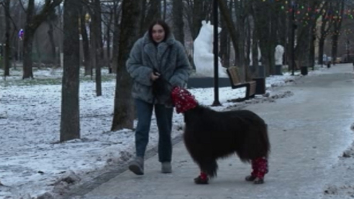    ГТРК «Курск» рассказывает о трендах в собачьей моде