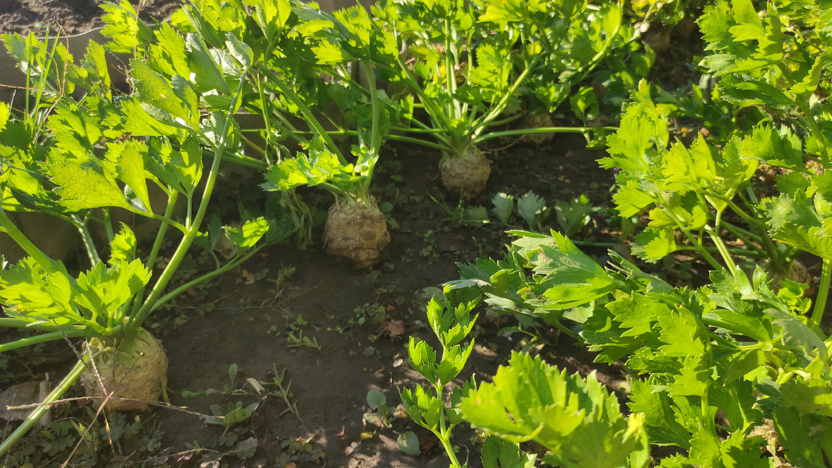 Наш корневой сельдерей 