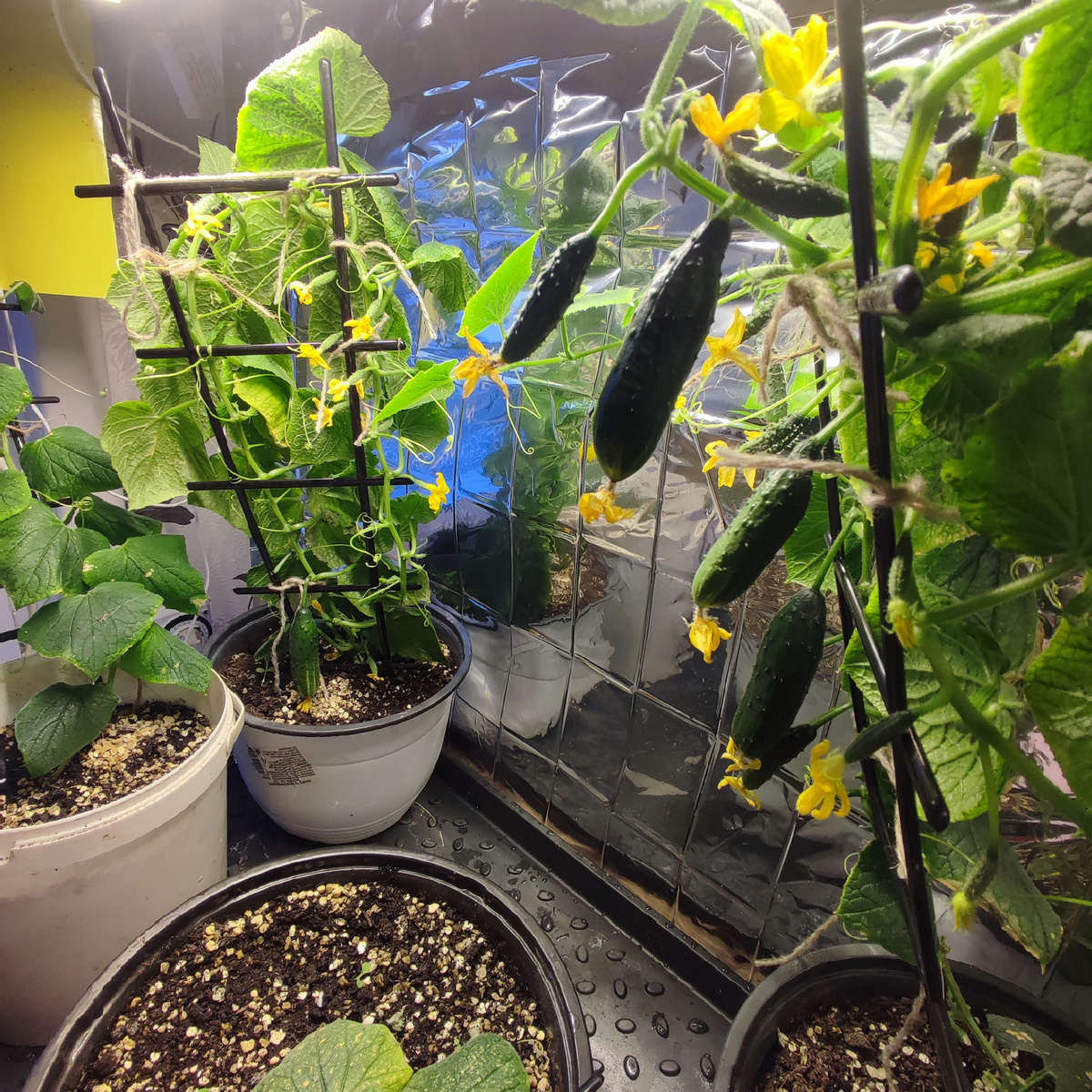 Крош маленький огурчик, но очень урожайный.