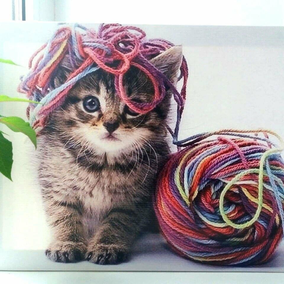 Триостарты 2026_январь_1старт.