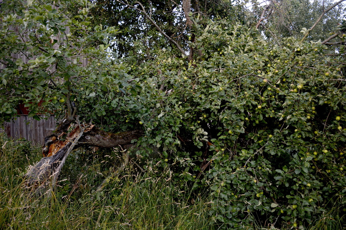 Рухнувшая яблоня