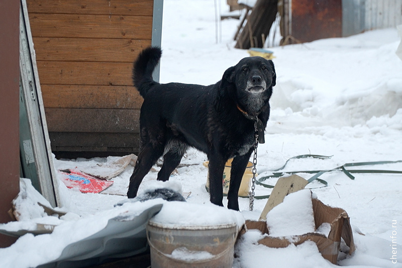    4 января в соцсетях приюта был опубликован пост (сейчас он удален) о том, что из-за аварии на сетях животные остались без воды на два-три дня.