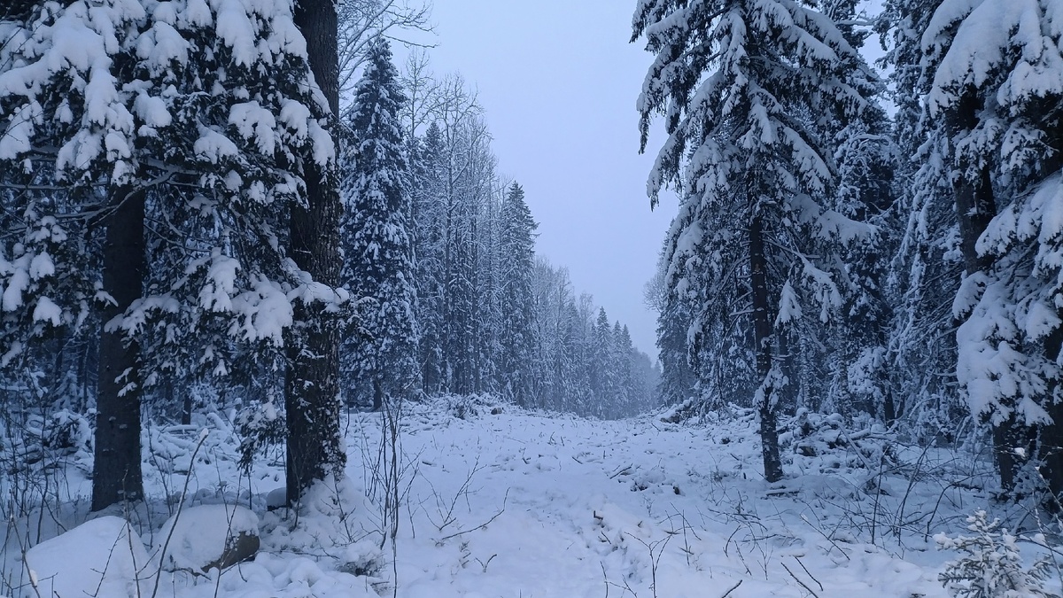    Газопровод на Кукковку будут тянуть через трассу «Фонтаны»© Столица на Онего