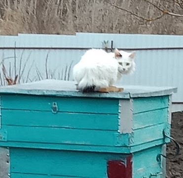 Охотничий арсенал кошки