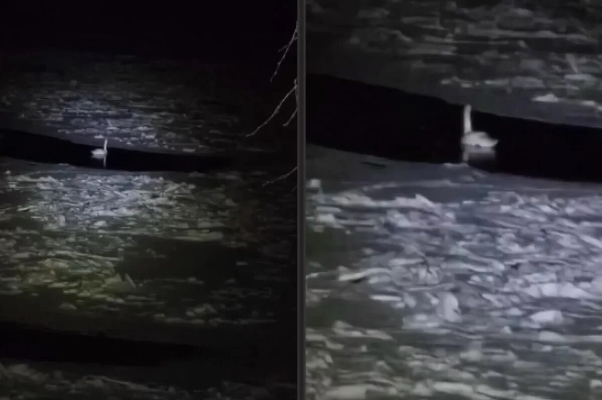    Жители Тверской области вызвали спасателей из-за вмёрзшего в лёд лебедя