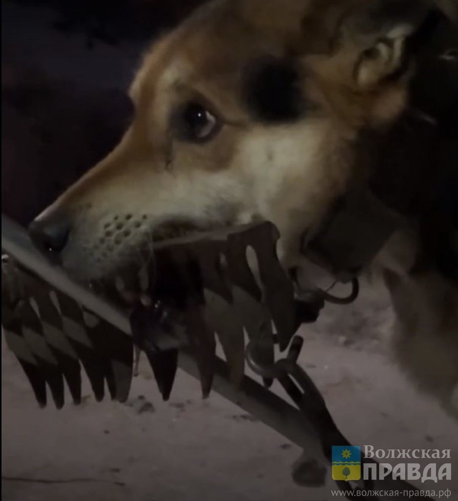 Рекс с граблями в пасти. Скриншот с ВК-видео Яны Рей.📷    На цепи с граблями в пасти: в Волгоградской области пьяный изувер убивал свою собаку
