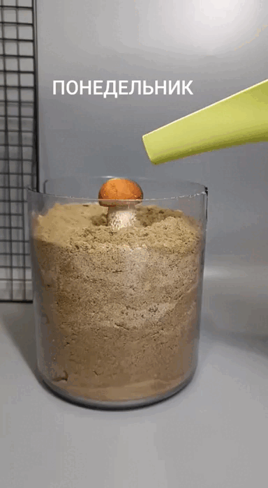 Если что - это прикол!