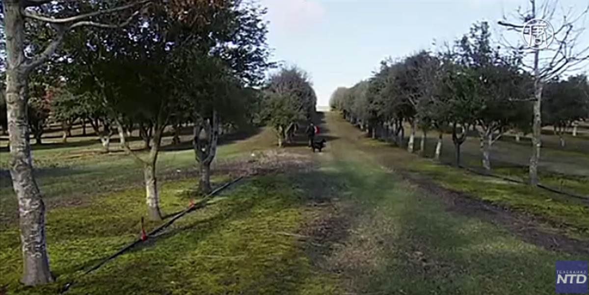 Взрослая и уже плодоносящая роща в Тасмании.