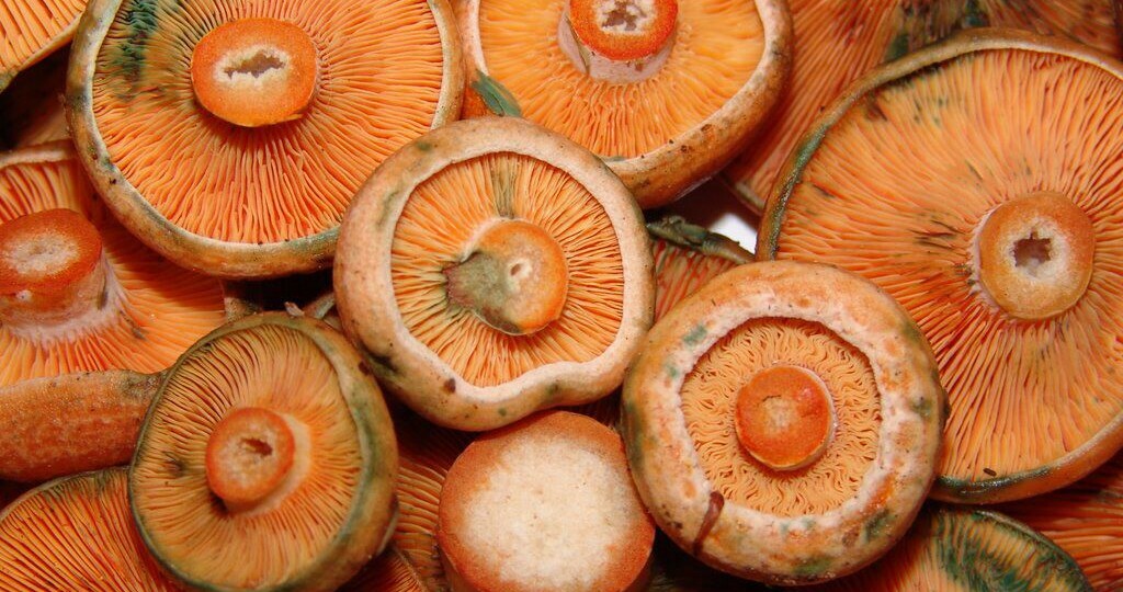 Рыжиковый "прожект"