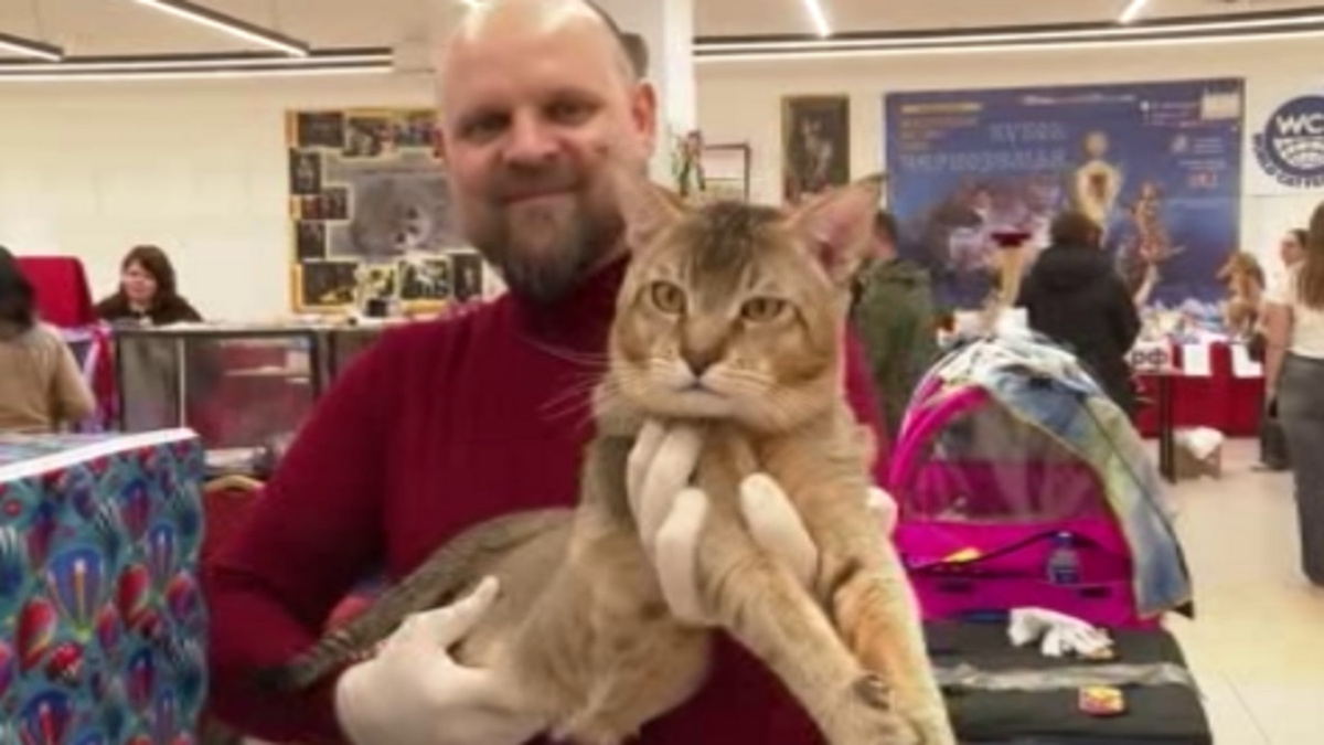    В Курске проходит первенство Черноземья среди кошек