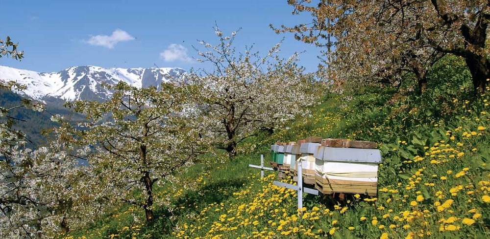 Пасека в Норвегии 