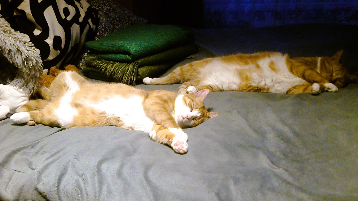 Кошачий унисон! Фото своих котиков поделилась Любовь! Вы не поверите, но ------>>