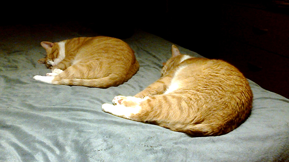 ...но эти коты даже не родственники! Зато синхронизация на высоте! 