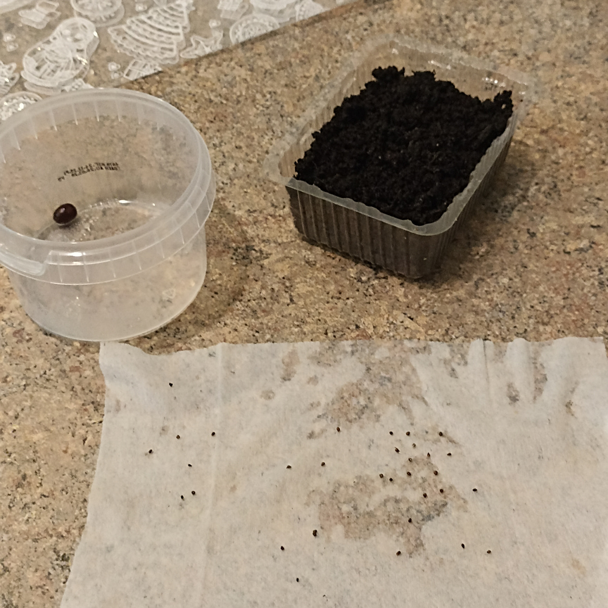 С семенами клубники и одно семечко пиона тоже прорастить хочу, посмотрим может тоже получится. 