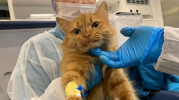    © Sputnik / Екатерина Воробьева