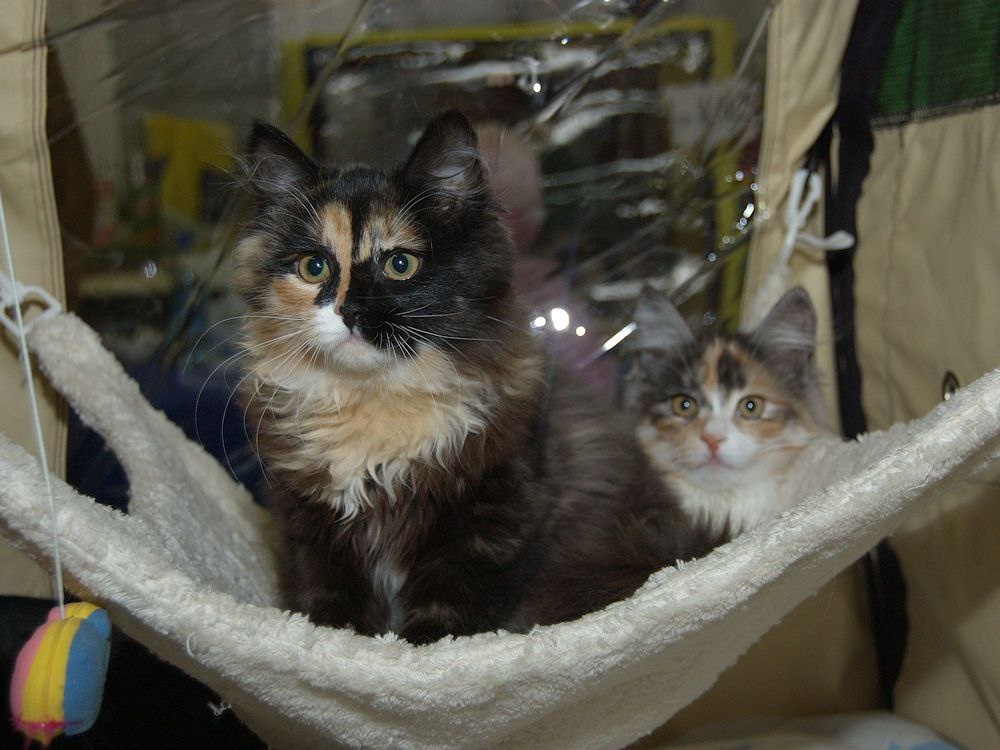 RussianIrbis Iskra & Ivolga